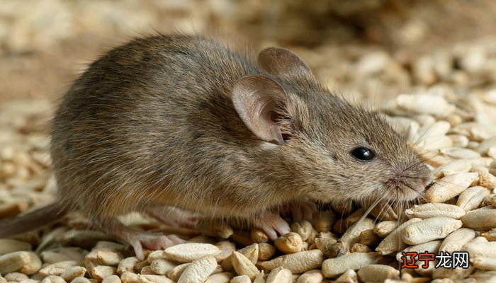 风水堂:梦见一窝老鼠的梦境分析