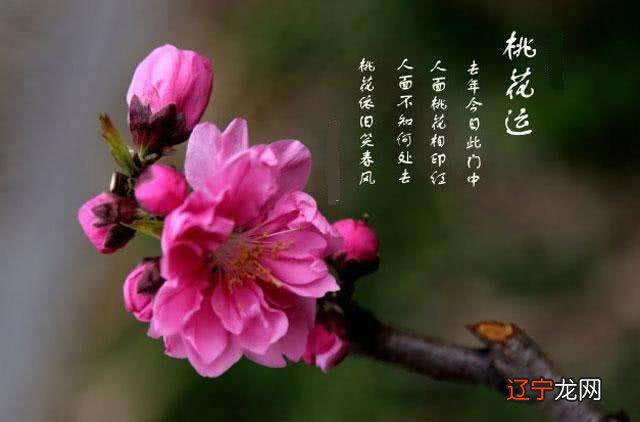 组图 八字算命神煞表 易沦为娼妓桃花的男人好差桃花是什么意思