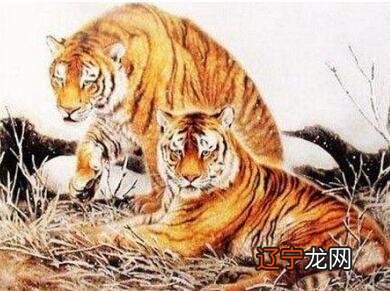 属虎和属龙的夫妻运气速配度生肖虎+生肖龙