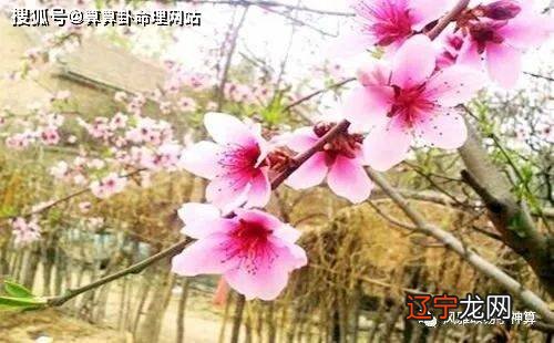 如何从八字算命测试桃花运分析桃花的生肖桃花