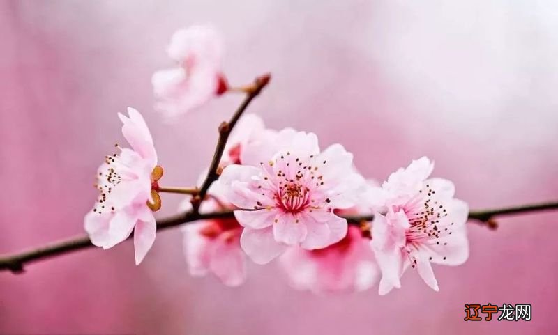 本期风水堂:能够婚姻美满的八字女命