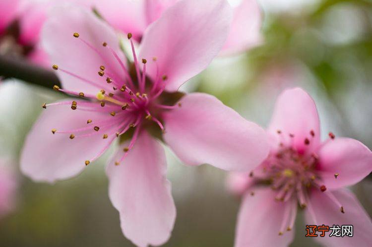 本期风水堂:能够婚姻美满的八字女命
