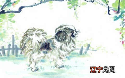 属狗今日运势属狗白羊座2021年运势十二生肖,生肖的人