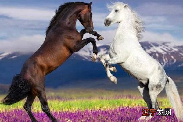 82年属什么生肖配对_属猴子和12生肖的情感终极配对_78属什么的生肖配对