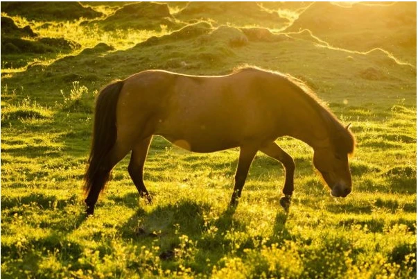 属猴子和12生肖的情感终极配对_78属什么的生肖配对_82年属什么生肖配对