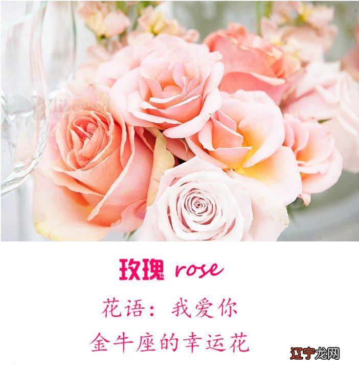 十二星座的幸运花是什么?说了算!