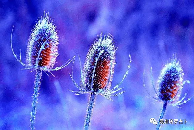 塔罗占卜考试能过牌阵_塔罗牌占卜准吗_塔罗占卜准