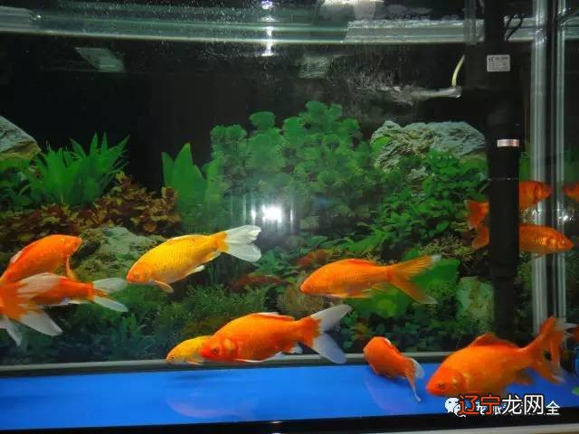 要想知道养鱼有什么禁忌鱼在风水中为何如此重要