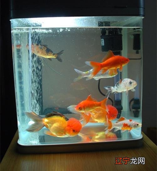 要想知道养鱼有什么禁忌鱼在风水中为何如此重要