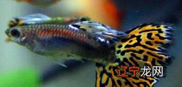 要想知道养鱼有什么禁忌鱼在风水中为何如此重要