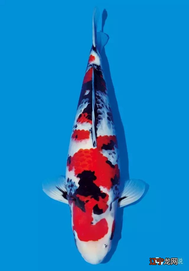 白金龙凤锦鲤风水_锦鲤 颜色 风水学_风水锦鲤养几条最好