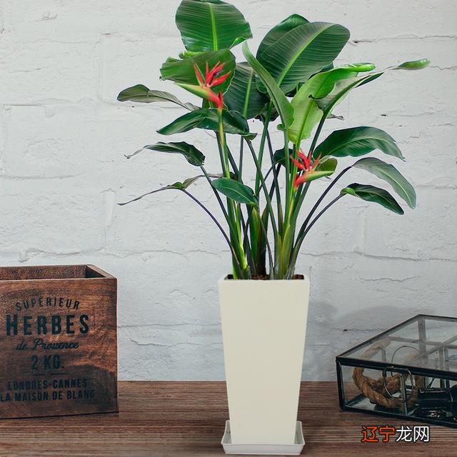 慈世堂:2012年家居风水植物的一个风水法则!