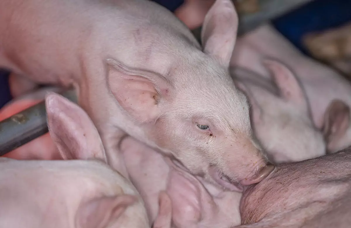 1927年属什么生肖？今年几岁？是什么命？