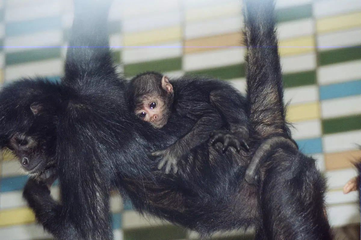 1927年属什么生肖？今年几岁？是什么命？