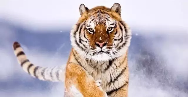 有人问属虎什么生肖相旺,你知道这是怎么回事虎吗