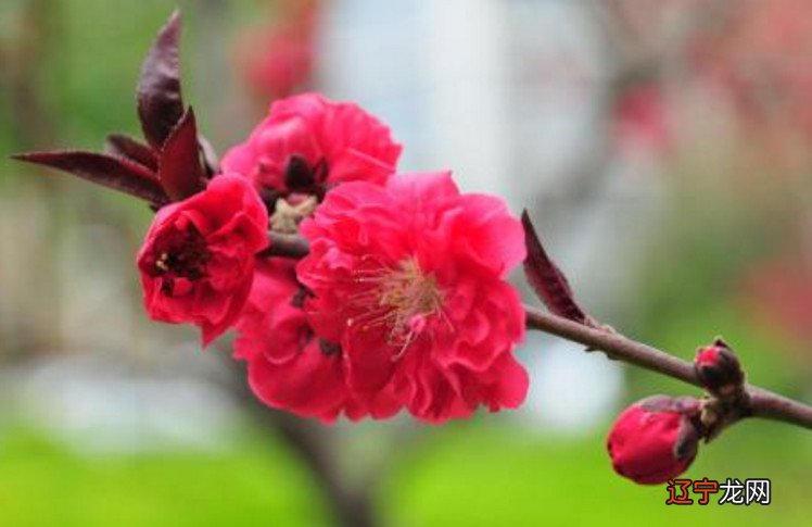 夫妻八字合婚_免费八字合婚_免费八字和八字合婚