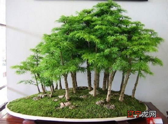 周易门外植物风水_品字形门房间门风水_周易风水算命