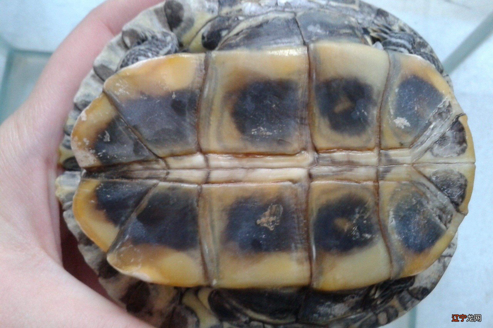 龟壳占卜_巴西彩龟掉壳_2014年黄壳鳄龟价格