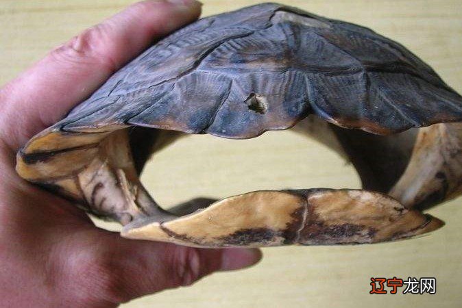 2014年黄壳鳄龟价格_龟壳占卜_巴西彩龟掉壳