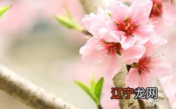 梦见漂亮的桃花预示什么
