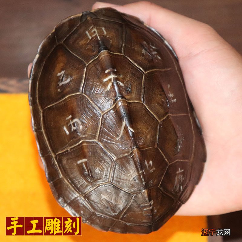 闭壳黄额龟什么价钱_龟壳占卜的方法_黄壳鳄龟和黑壳鳄龟