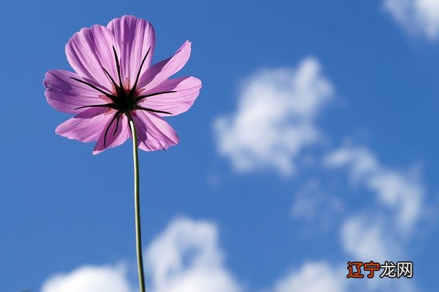 风水堂:丙火日主的人命盘解析