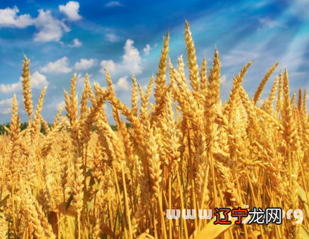 割麦子图片_梦见给别人割麦子_联合机割麦子撒麦子