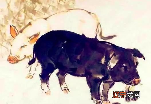 十二生肖猪五行性格解析,你是什么样的人吗?