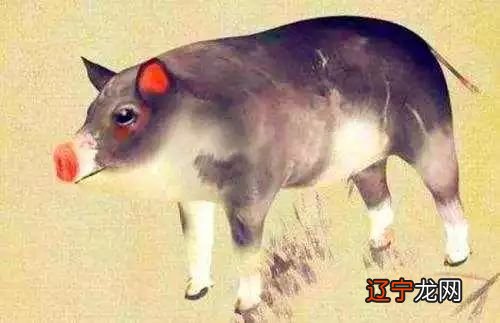 十二生肖猪五行性格解析,你是什么样的人吗?