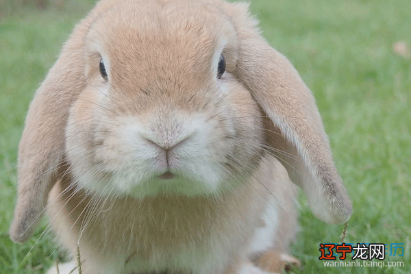 未来100天中，异性缘十分强劲的3大生肖！