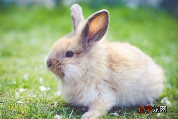 未来100天中，异性缘十分强劲的3大生肖！