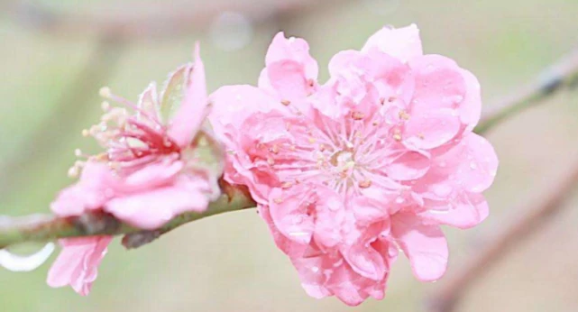 小编风水堂:八字测的话八字测算中的子午卯酉字