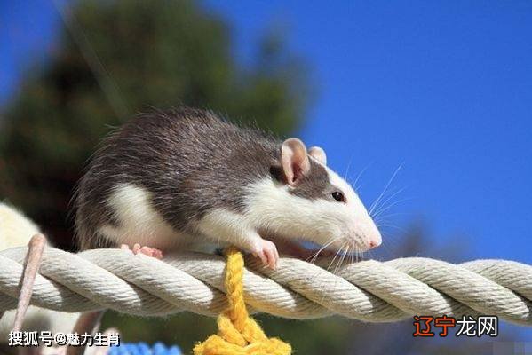 2012年属什么生肖五行属什么_2018年7月27日五行属什么生肖_1946年属什么生肖五行
