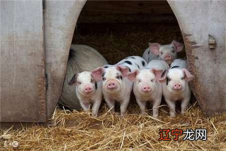 属猪和属猪相配吗?和女属猪是否能相配