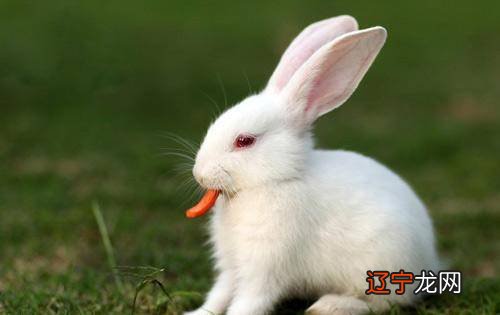 75年属兔2020年运势87年兔34岁的财运