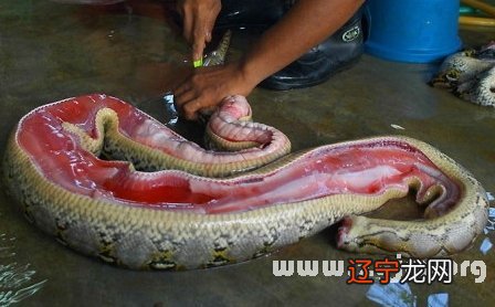 梦到蟒蛇是什么意思?现代周公解梦等多个角度解说