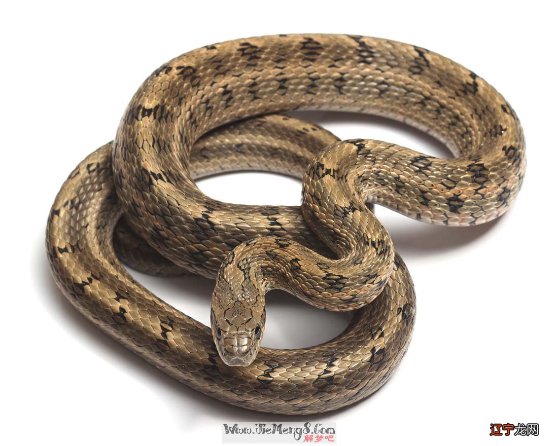 周公解梦:做梦为什么总梦见蛇?有什么说法吗?