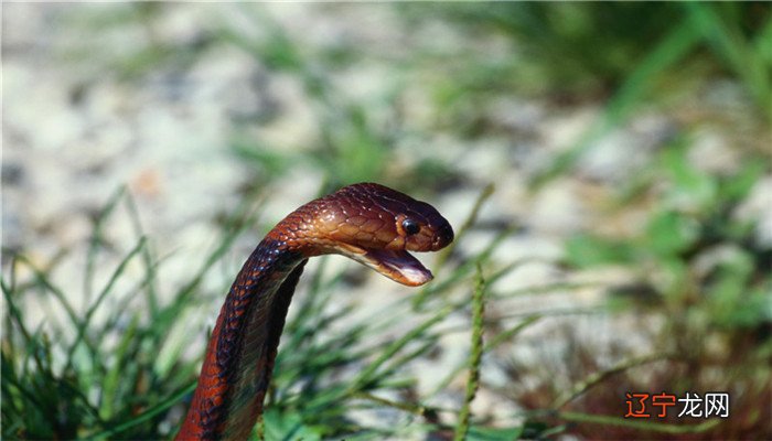 周公解梦:做梦为什么总梦见蛇?有什么说法吗?