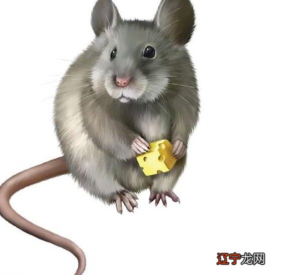 【李向东】属鼠人2017年幸运色和幸运数字，是什么？