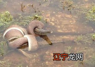 风水堂:常见梦的五种解析!