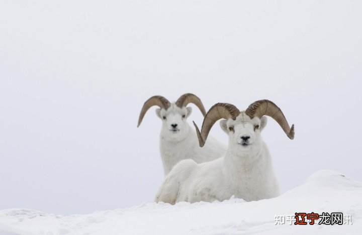 属羊2022年运势及运程详解属羊人2022全年运势预测