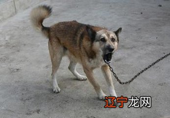 周公解梦：孕妇梦见狗叫1.孕妇梦见狗在吃饭