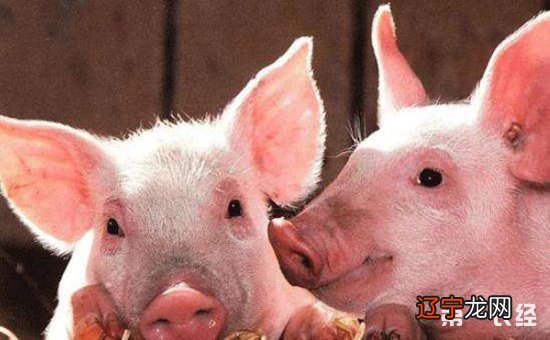 图 属猪和什么属相最配，最不值得养猪?