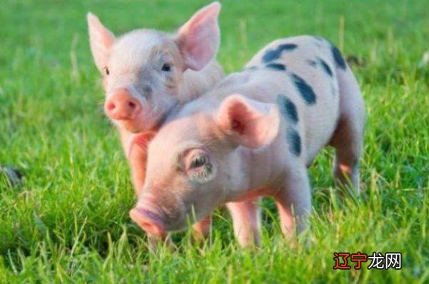 图 属猪和什么属相最配，最不值得养猪?