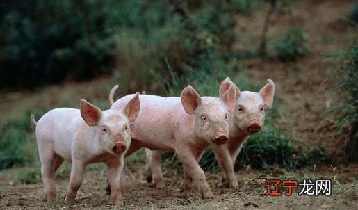 图 属猪和什么属相最配，最不值得养猪?