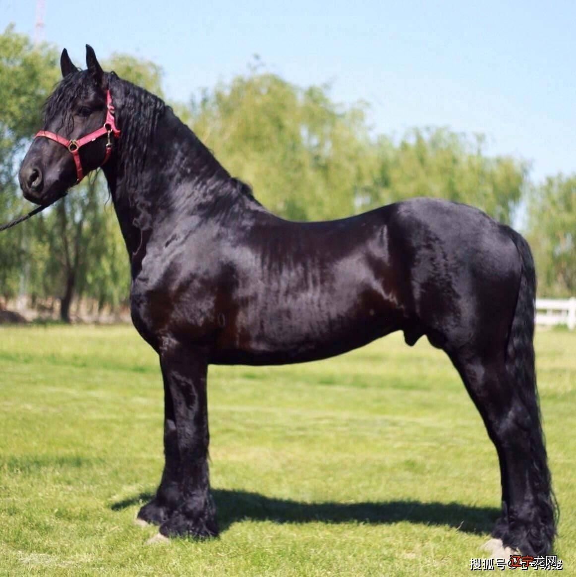 几几月出生的属马者最好？属马的哪几年财运好