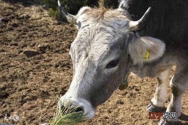 生肖鼠:徒劳无运,且安的朋友在2018年运势