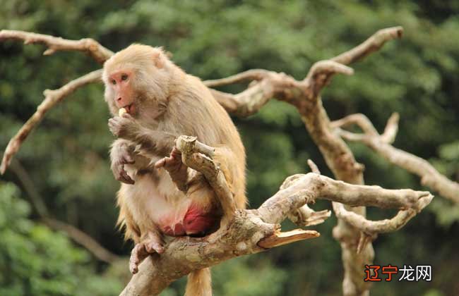 一九六八年风水堂:一九六八年出生的人今年运气好吗