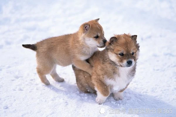 属狗人2021年全年运势及每月运程朋友进入2021年出