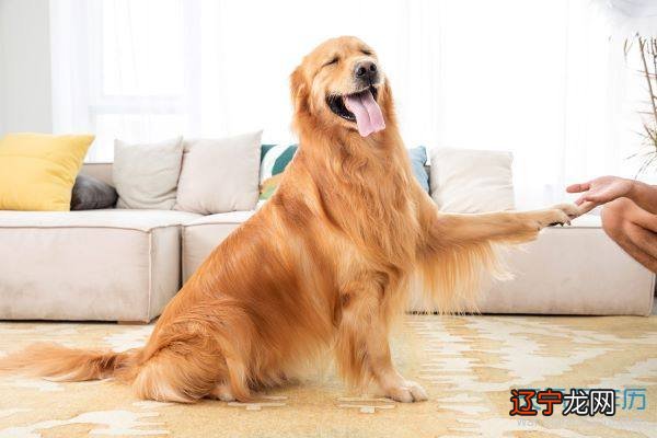 属狗人2021年全年运势及每月运程朋友进入2021年出